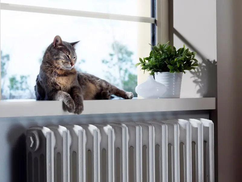 Ways Pet Owners Can Maintain Their HVAC Systems in Cocoa Beach, FL