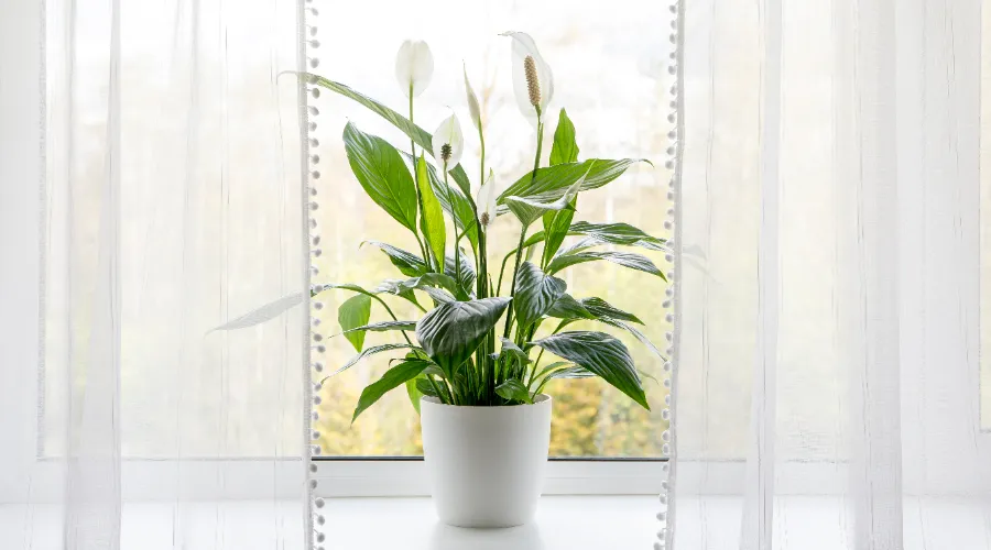 Peace Lily In A Bright Sunny Window (1)